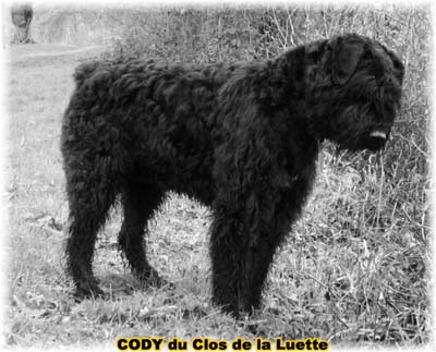 Bouvier des flandres  du CLOS DE LA LUETTE - COPYRIGHT DEPOSE